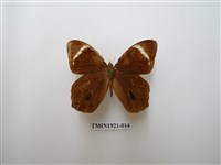 藏品(台灣黛眼蝶)的圖片